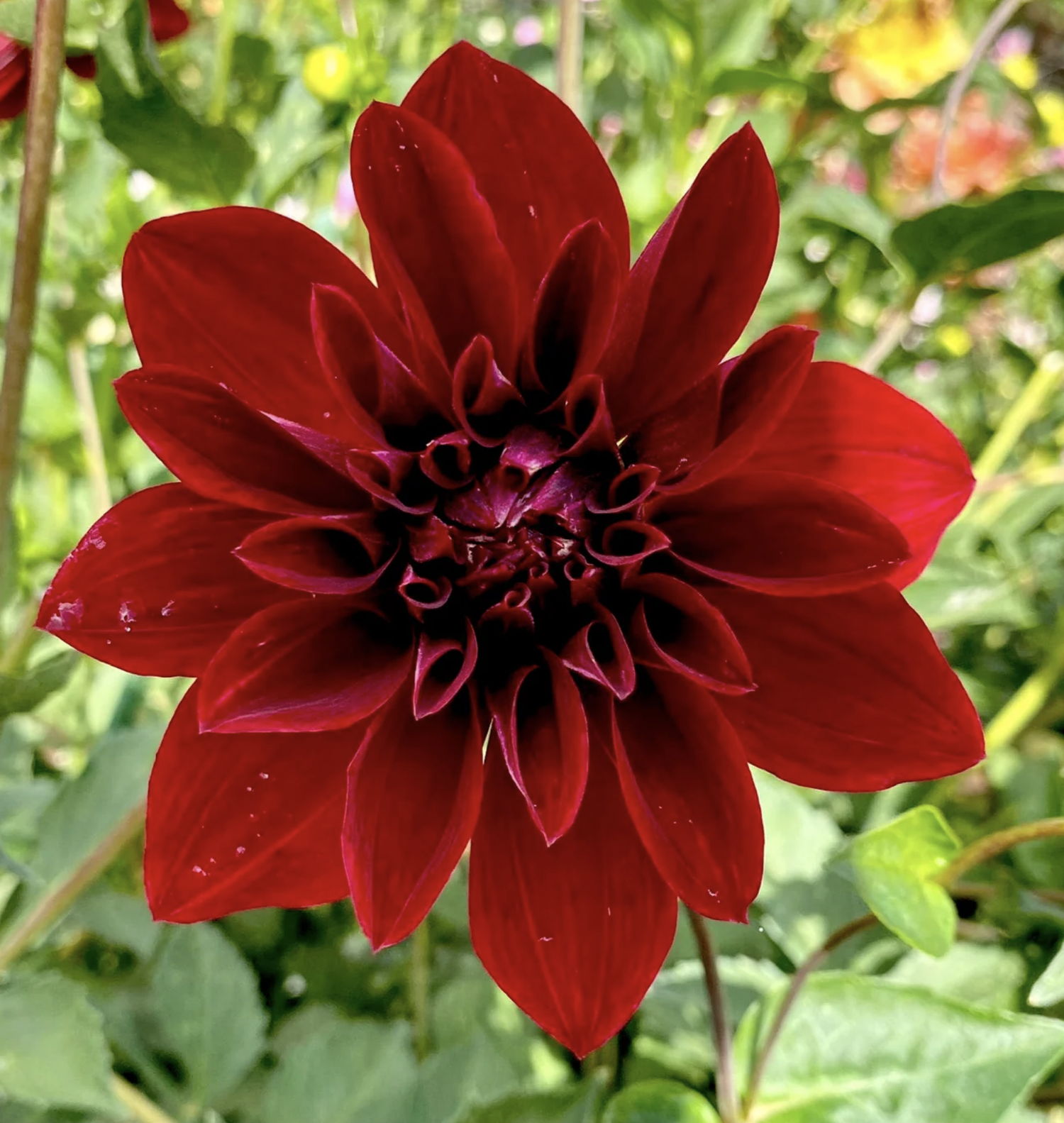 Dahlia : Debora Renae — ciderpress lane